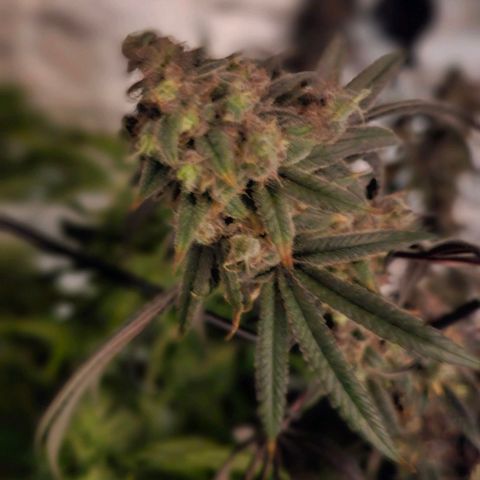 Strawberry Shortcake growlog timeline photo