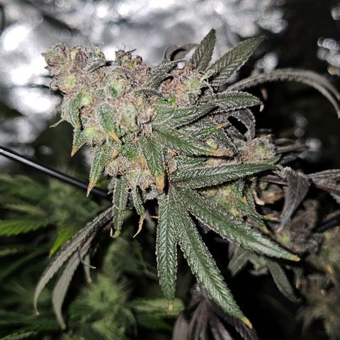 Strawberry Shortcake growlog timeline photo