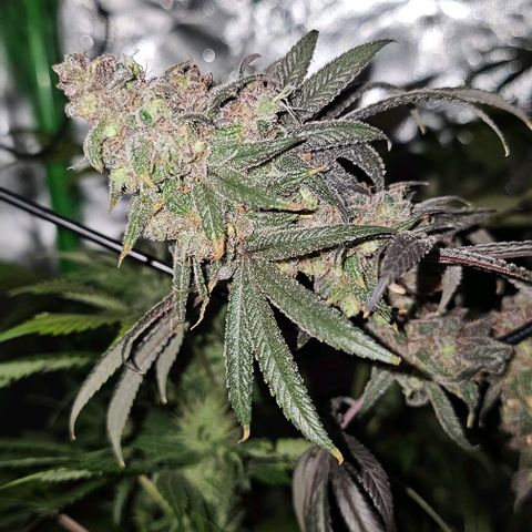 Strawberry Shortcake growlog timeline photo