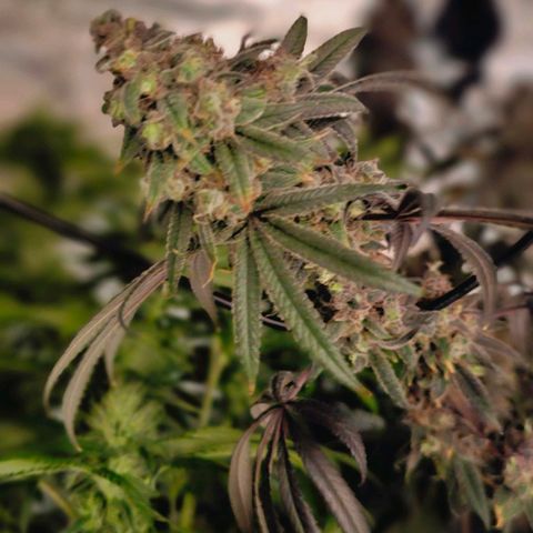 Strawberry Shortcake growlog timeline photo