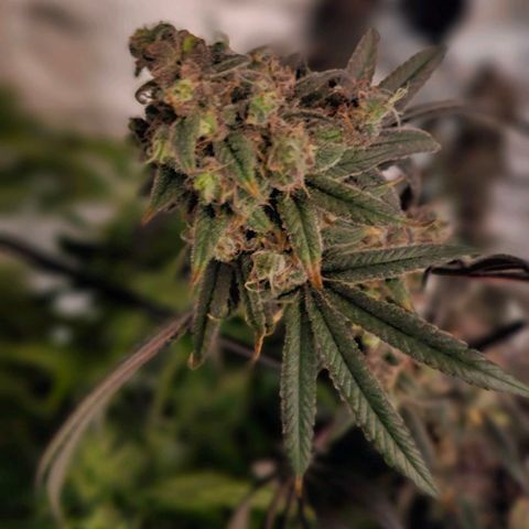 Strawberry Shortcake growlog timeline photo