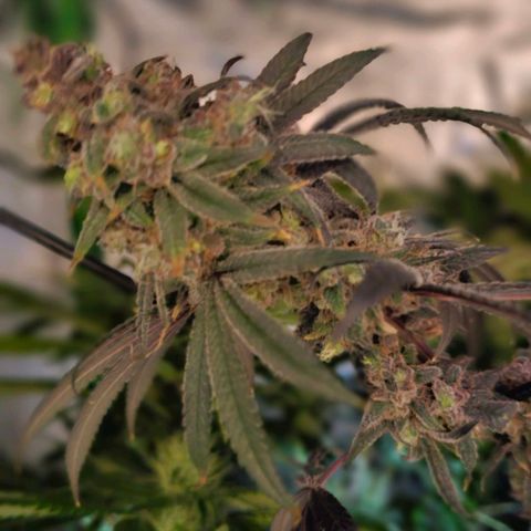 Strawberry Shortcake growlog timeline photo
