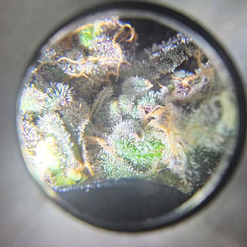 Strawberry Shortcake growlog timeline photo
