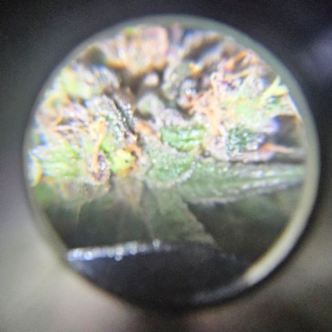 Strawberry Shortcake growlog timeline photo