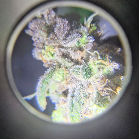 Strawberry Shortcake growlog timeline photo