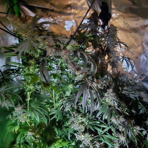 Strawberry Shortcake growlog timeline photo