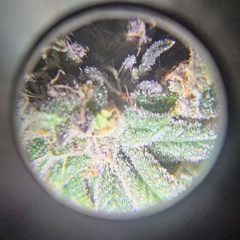 Strawberry Shortcake growlog timeline photo