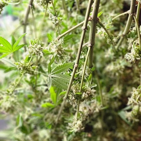 Strawberry Shortcake growlog timeline photo