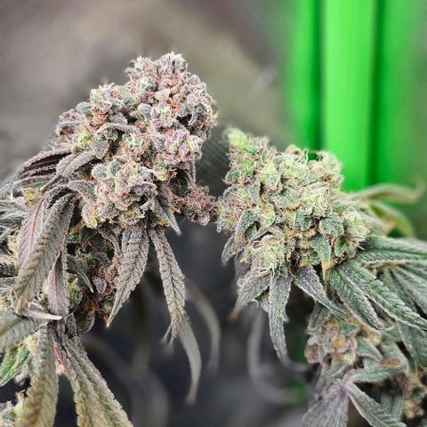 Strawberry Shortcake growlog timeline photo