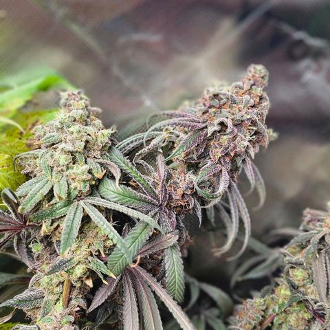 Strawberry Shortcake growlog timeline photo