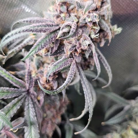 Strawberry Shortcake growlog timeline photo
