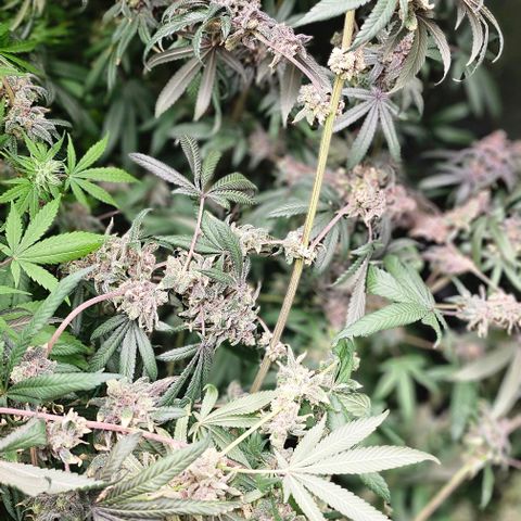Strawberry Shortcake growlog timeline photo