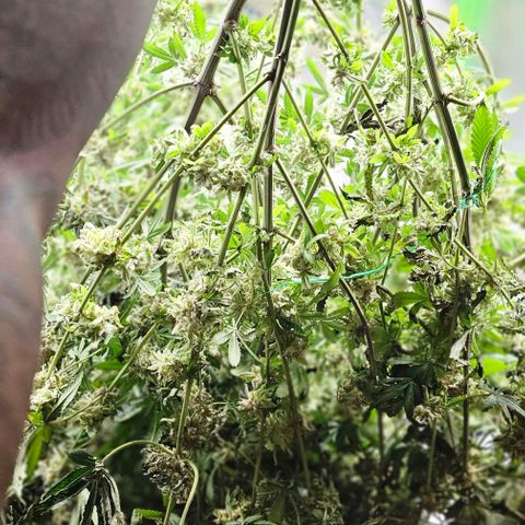 Strawberry Shortcake growlog timeline photo