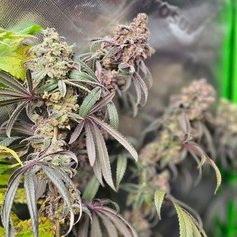 Strawberry Shortcake growlog timeline photo