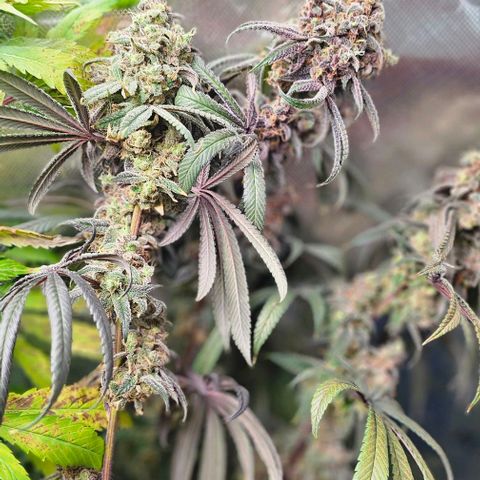 Strawberry Shortcake growlog timeline photo