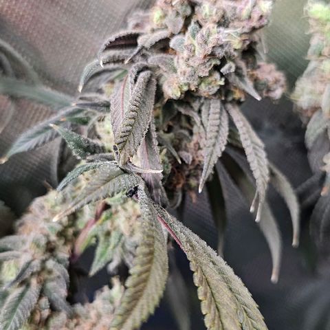 Strawberry Shortcake growlog timeline photo