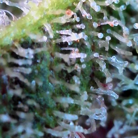 Strawberry Shortcake growlog timeline photo
