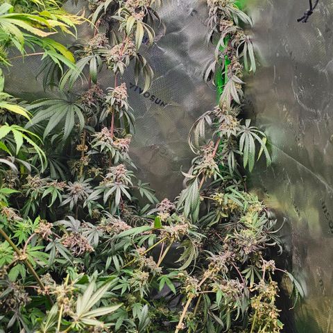 Strawberry Shortcake growlog timeline photo