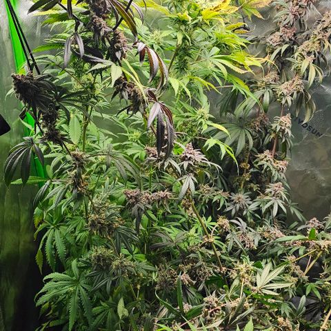 Strawberry Shortcake growlog timeline photo
