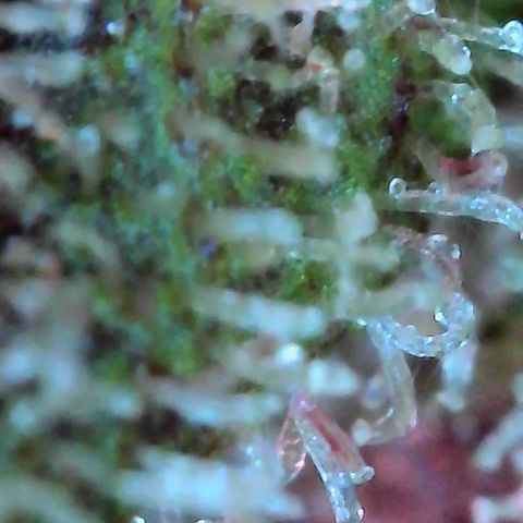 Strawberry Shortcake growlog timeline photo