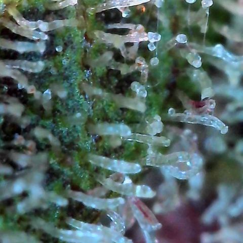 Strawberry Shortcake growlog timeline photo