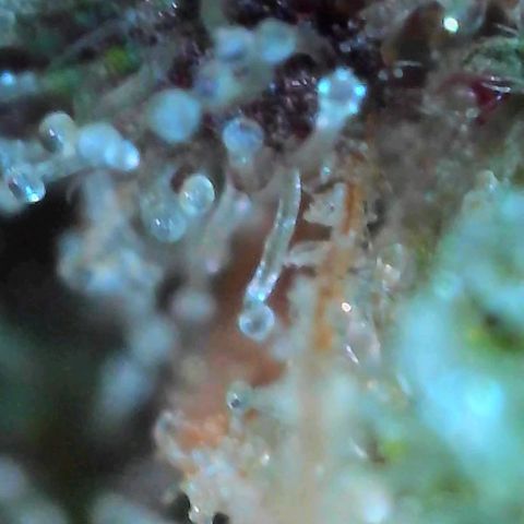 Strawberry Shortcake growlog timeline photo