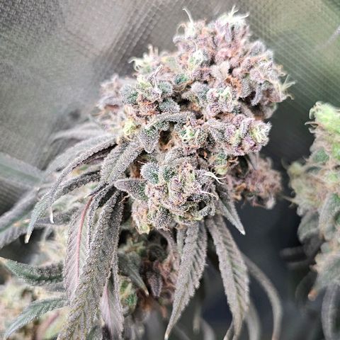 Strawberry Shortcake growlog timeline photo