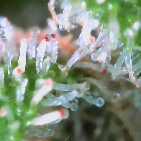Strawberry Shortcake growlog timeline photo