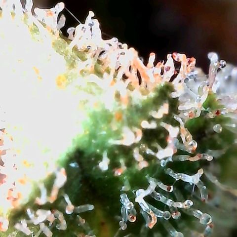 Strawberry Shortcake growlog timeline photo