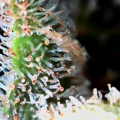 Strawberry Shortcake growlog timeline photo