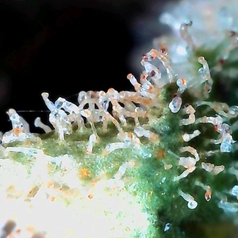 Strawberry Shortcake growlog timeline photo