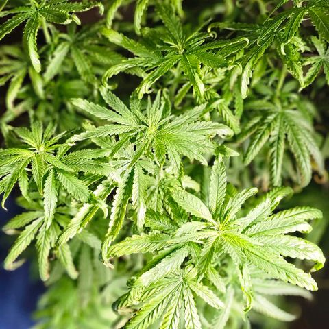 Watermelon Zkittlez growlog timeline photo