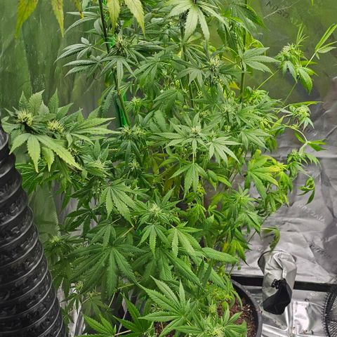 Gold Leaf growlog timeline photo