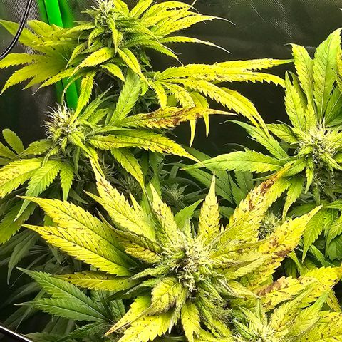 Gold Leaf growlog timeline photo