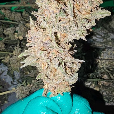 Strawberry Shortcake growlog timeline photo