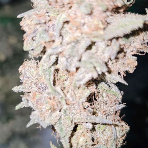 Strawberry Shortcake growlog timeline photo