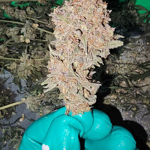 Strawberry Shortcake growlog timeline photo