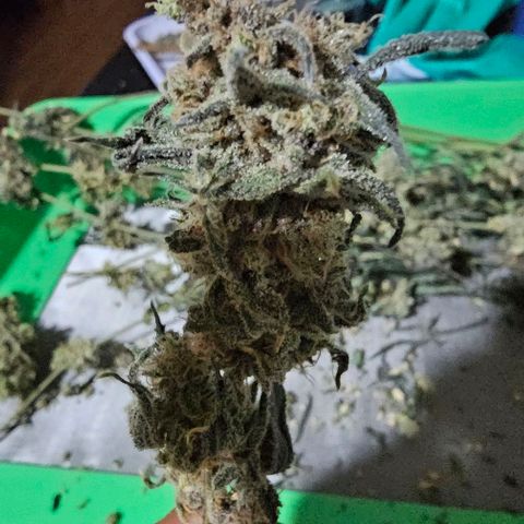 Strawberry Shortcake growlog timeline photo