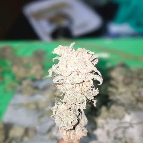 Strawberry Shortcake growlog timeline photo