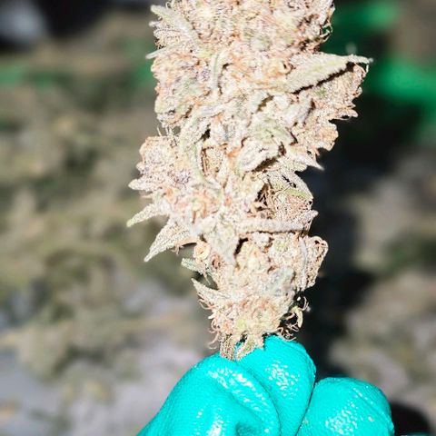 Strawberry Shortcake growlog timeline photo
