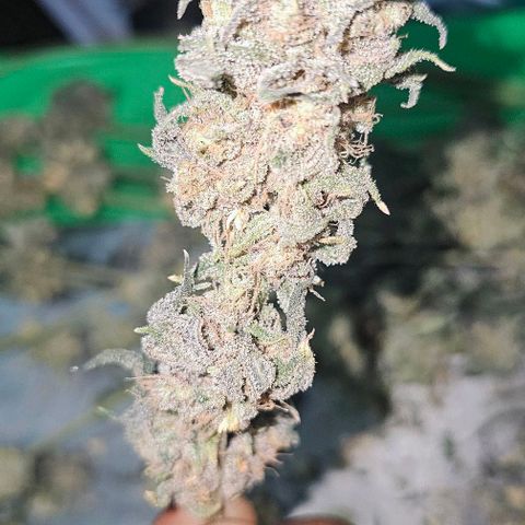 Strawberry Shortcake growlog timeline photo