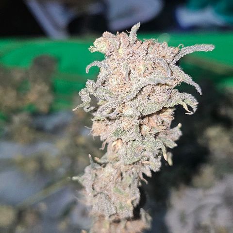 Strawberry Shortcake growlog timeline photo