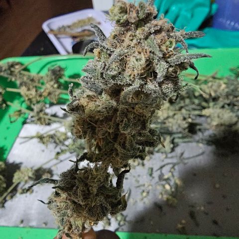 Strawberry Shortcake growlog timeline photo