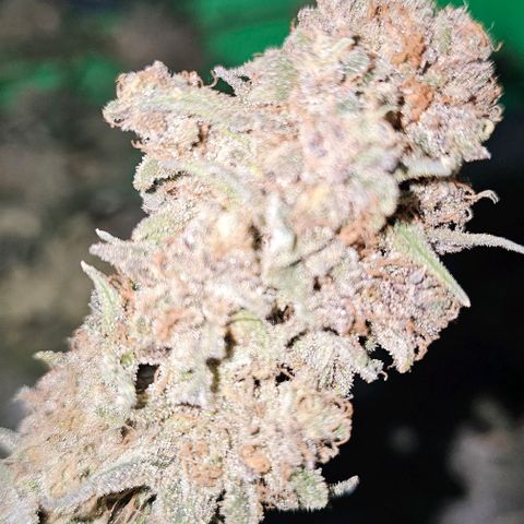 Strawberry Shortcake growlog timeline photo