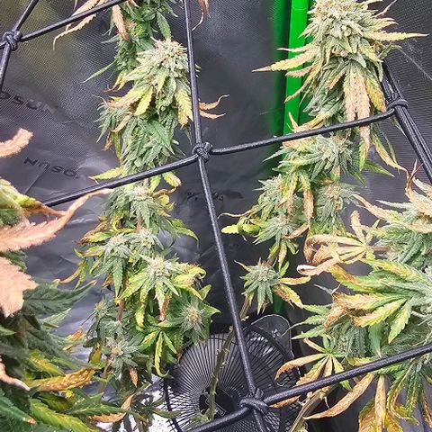 Watermelon Zkittlez growlog timeline photo