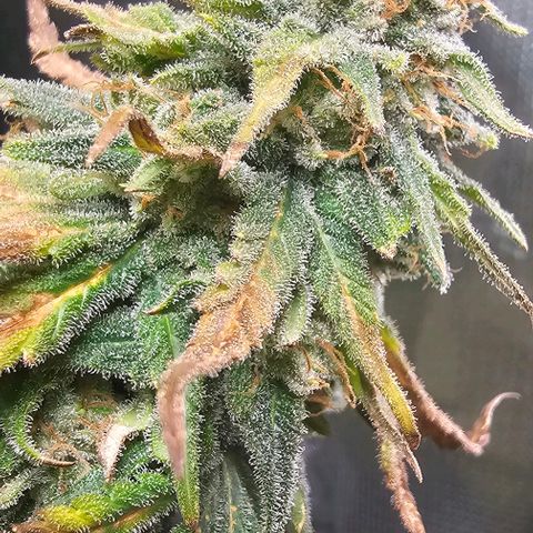 Watermelon Zkittlez growlog timeline photo