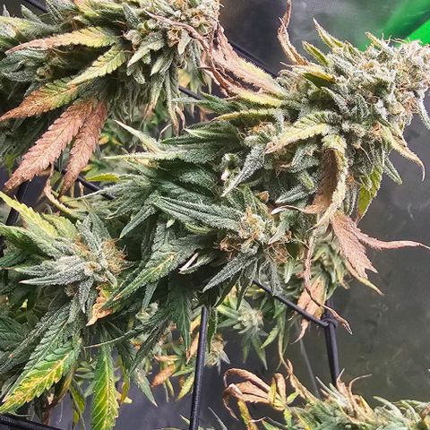 Watermelon Zkittlez growlog timeline photo