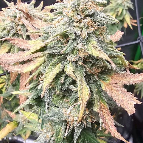 Watermelon Zkittlez growlog timeline photo