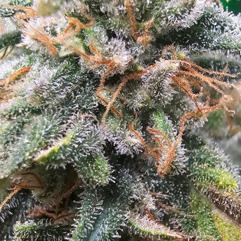 Watermelon Zkittlez growlog timeline photo