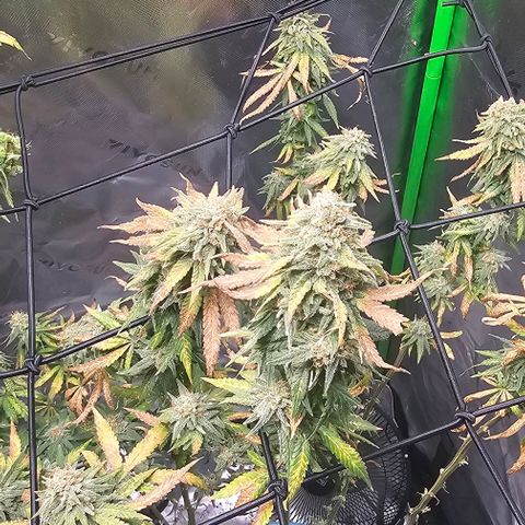 Watermelon Zkittlez growlog timeline photo